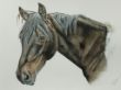 2012-06-30 AUFTRAG Pferd;  Aquarell, wasserver. Bleistift, 640g , satiné, 38 x 56 K.jpg